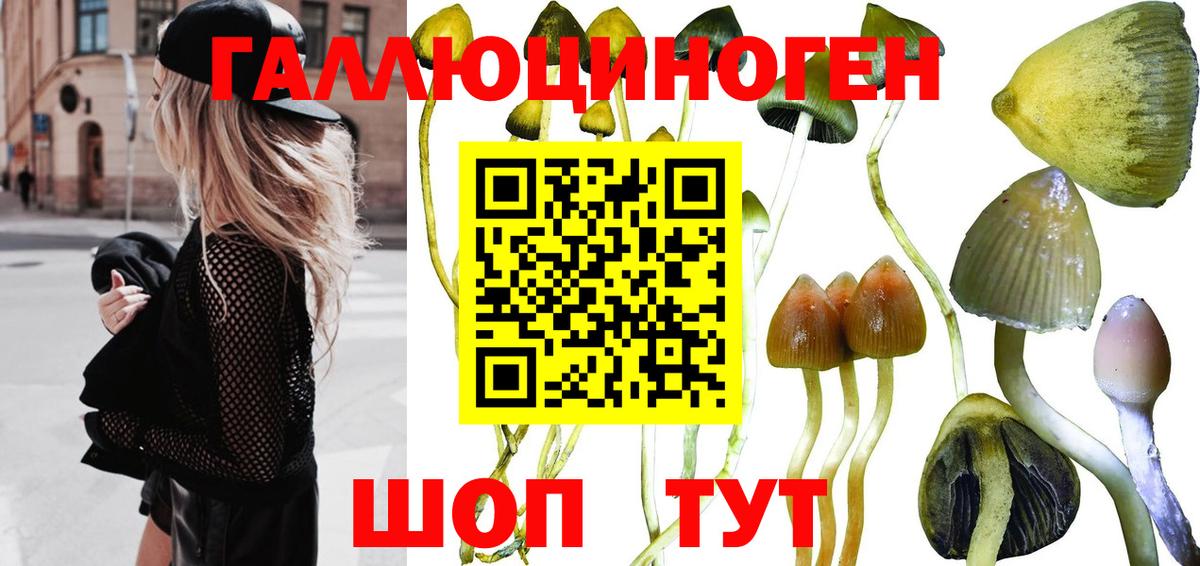 Псилоцибиновые грибы Cubensis  Вход с VPN  Жуковский 